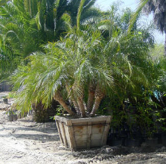 Pigmy Date Palm,Phoenix canariens